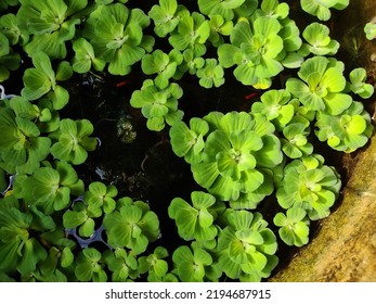 Pistia Stratiotes(Water Lettuce) A Beautiful Green Floating Above The Water. It Is A Rare Aquatic Plant. Small, Live In Stagnant Water It Is Used As A Medicinal Herb And As A Feed For Animals.