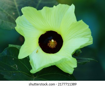 Pistil And Pollen Of Hibiscus Abelmoschus Flower. Muskmallow. Abelmoschus Moschatus Is An Aromatic And Medicinal Plant.                     