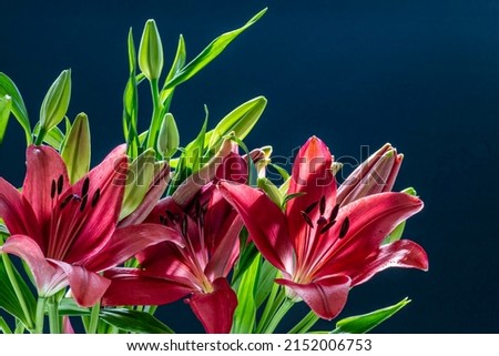 Pistil and stamen of red lily flowers close up on dark background