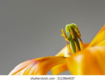 pistil and stamens of a tulip with a drop on the pistil close