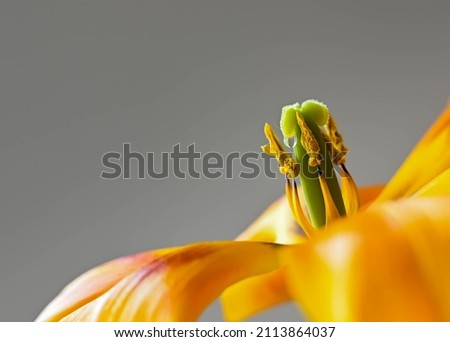pistil and stamens of a tulip with a drop on the pistil close