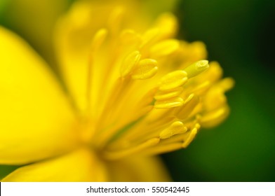 Pistils yellow flower close-up  - Powered by Shutterstock