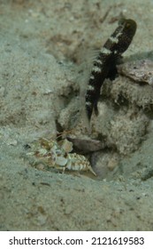 Pistol shrimp and goby in a symbiotic relationship