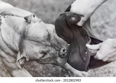 Pit Bull Attack Training. Close Up. 