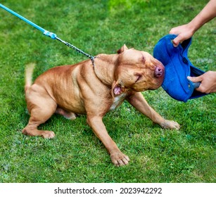 Pit Bull Attack Training. Close Up. 