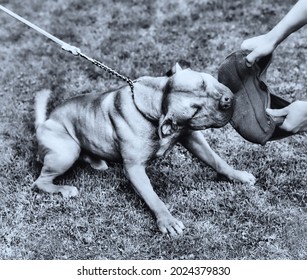 Pit Bull Attack Training. Close Up. 