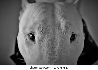 Pit bull blue nose face