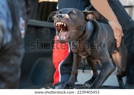 A pit bull breed dog showing teeth