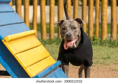 Pit Bull Dog In A Black Sweatshirt Playing In The Park On A Cold Day. Pit Bull In Dog Park With Ramp, Green Grass And Wooden Fence.