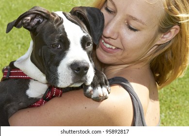 Pit Bull Dog Breed Looking Over Shoulder