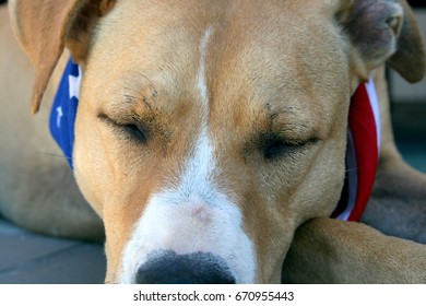 Pit Bull Dog Close-Up With American Flag Bandana