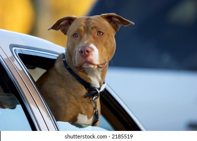 Pit Bull Car Images Stock Photos Vectors Shutterstock