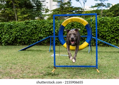 Pit Bull Dog Jumping The Obstacles While Practicing Agility And Playing In The Dog Park. Dog Place With Toys Like A Ramp And Tire For Him To Exercise.