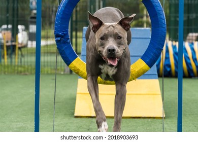 Pit bull dog jumping the tire while practicing agility and playing in the dog park. Dog place with toys like a ramp and tire for him to exercise.