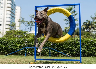 Pit bull dog jumping the tire while practicing agility and playing in the dog park. Dog place with toys like a ramp and obstacles for him to exercise.