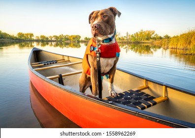 Pit Bull  Dog In A Life Jacket In A Red Canoe On A Calm Lake In Colorado In Fall Scenery, Recreation With Your Pet Concept