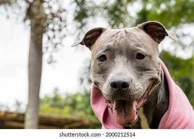 Pit bull dog in a pink sweatshirt playing in the park on a cold day. Pit bull in dog park with green grass and wooden fence. - Shutterstock ID 2000212514