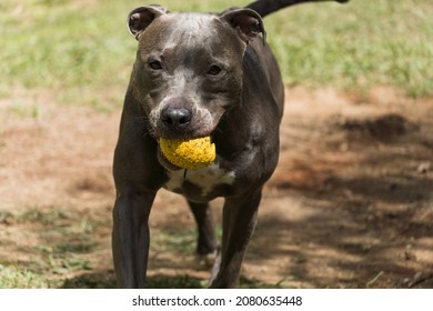 Pit Bull Dog Playing With The Ball In The Garden Of The House. Sunny Day.