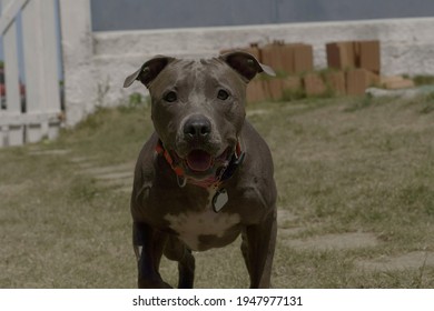 Blue Nose Pit Bull High Res Stock Images Shutterstock