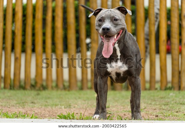Pit bull dog playing in the\
park. Pit bull in dog park with green grass and wooden fence.\
Cloudy day.