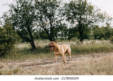 Pit Bull Dog Running On A Path In A Field.