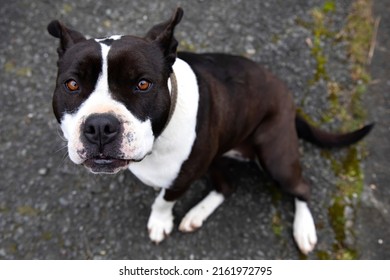 Pit Bull Dog Sitting On The Asphalt Staring At The Camera. Adorable, One More Member Of The Family. Adopt. Copy Space.