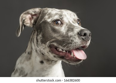 Pit Bull Dog, Smiling