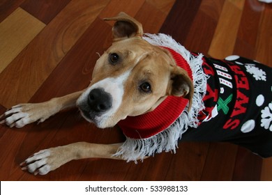 Pit Bull Dog In Ugly Christmas Sweater