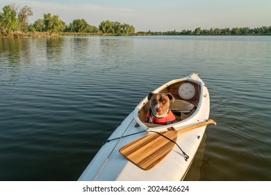 Pit Bull  Dog Wearing A Life Jacket Is Sitting In A Decked Expedition Canoe On A Calm Lake In Colorado In Summer Scenery, Recreation With Your Pet Concept