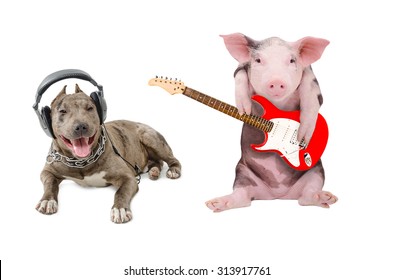 Pit bull in the headphones and a pig plays guitar, isolated on white background