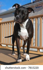 Pit Bull Lab Mix Images Stock Photos Vectors Shutterstock