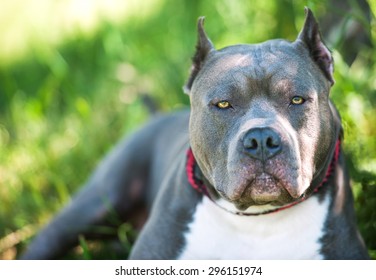 a pit bull looks at me directly in the eye