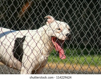 a pit bull mix looking through a chain link fence - Powered by Shutterstock