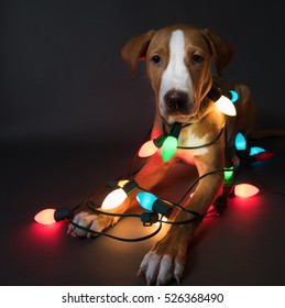 Pit Bull Mix Puppy Sitting Wrapped In Old Fashioned Christmas Lights