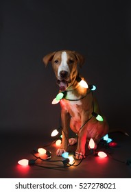 Pit Bull Mix Puppy Sitting Wrapped In Old Fashioned Christmas Lights