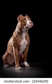 Pit Bull On Black