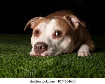 Pit Bull Portraits On Artificial Grass