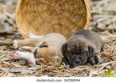 Pit Bull Puppy Dog Sleeping On Sward