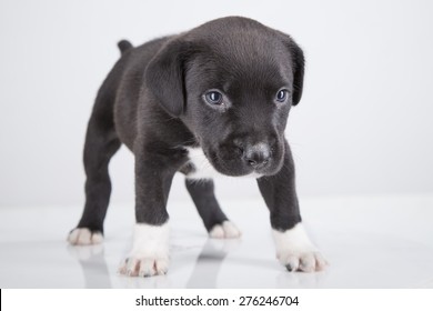 pitbull dog black puppy
