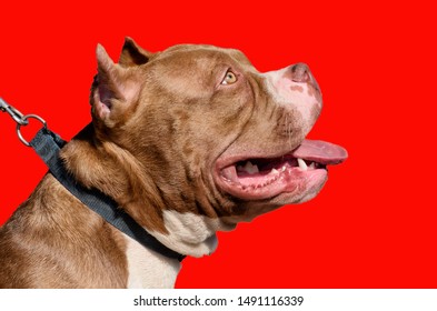 Pit Bull Is A Service Breed Of Dog.This Is A Strong And Hardy Dog.