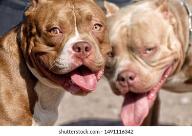 Pit Bull Is A Service Breed Of Dog.This Is A Strong And Hardy Dog.