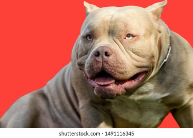 Pit Bull Is A Service Breed Of Dog.This Is A Strong And Hardy Dog.