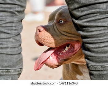 Pit Bull Is A Service Breed Of Dog.This Is A Strong And Hardy Dog.