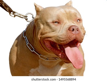 Pit Bull Is A Service Breed Of Dog.This Is A Strong And Hardy Dog.