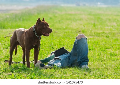 A Pit Bull Standing With His Master Lying On The Grass