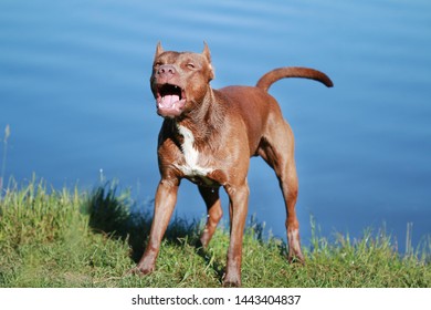 55 Dogs barking and cow Images, Stock Photos & Vectors | Shutterstock