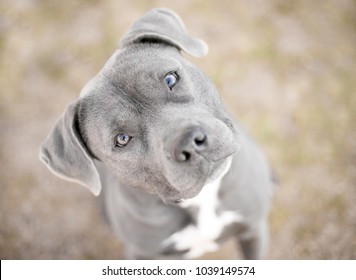 A Pit Bull Terrier Mix Dog Looking Up At The Camera With A Head Tilt