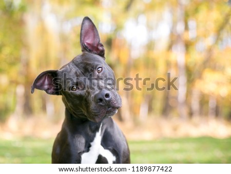 A Pit Bull Terrier mixed breed dog outdoors listening with a head tilt