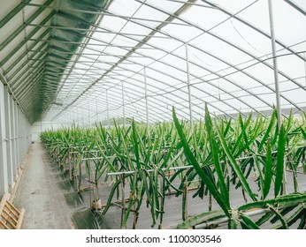 Pitaya Tree In Agricultural Planting Shed