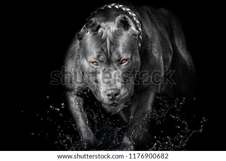 Pitbull Bully Dog black Background yellow eyes 